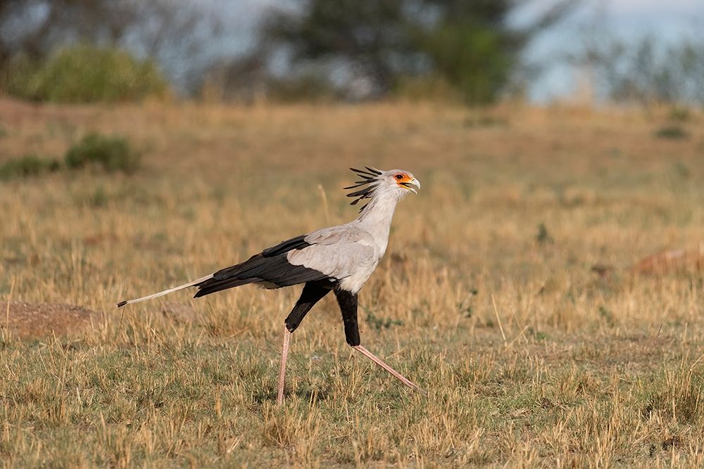 Wall Art Painting id:398923, Name: Africa-Tanzania-Serengeti National Park Secretary bird , Artist: Jaynes Gallery