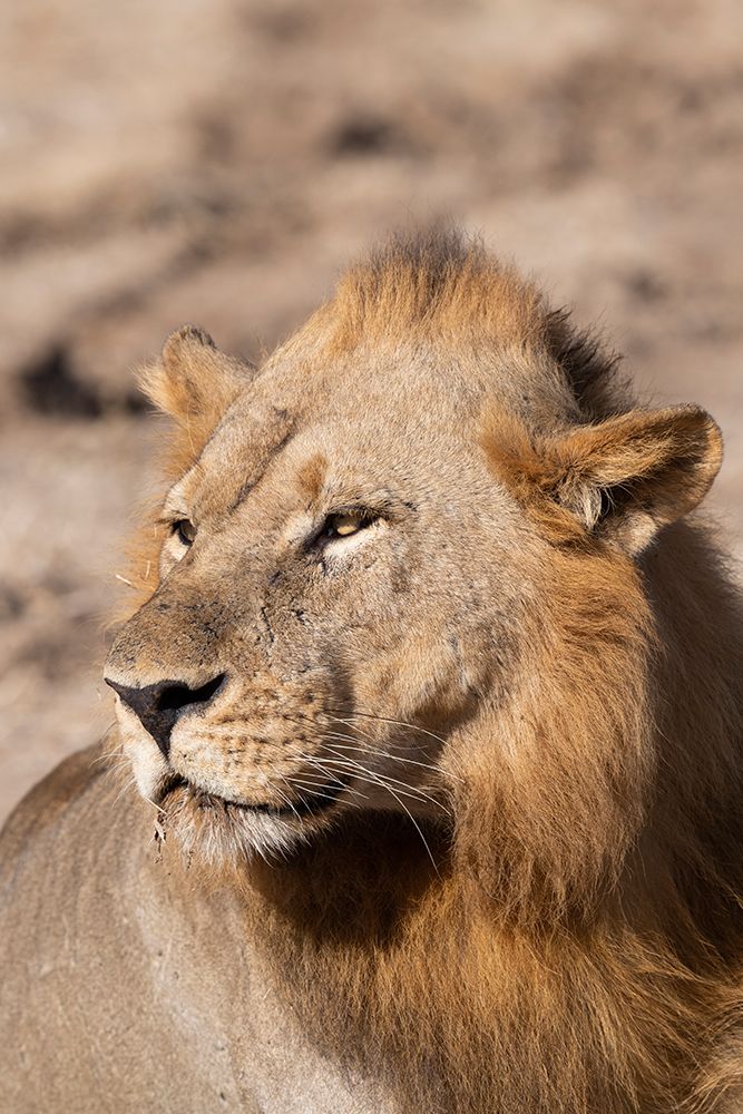 Wall Art Painting id:603687, Name: Zambia-South Luangwa National Park. Male African., Artist: Hopkins, Cindy Miller