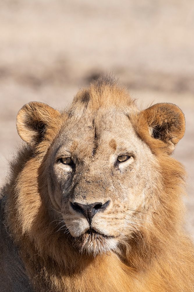 Wall Art Painting id:603688, Name: Zambia-South Luangwa National Park. Male African., Artist: Hopkins, Cindy Miller