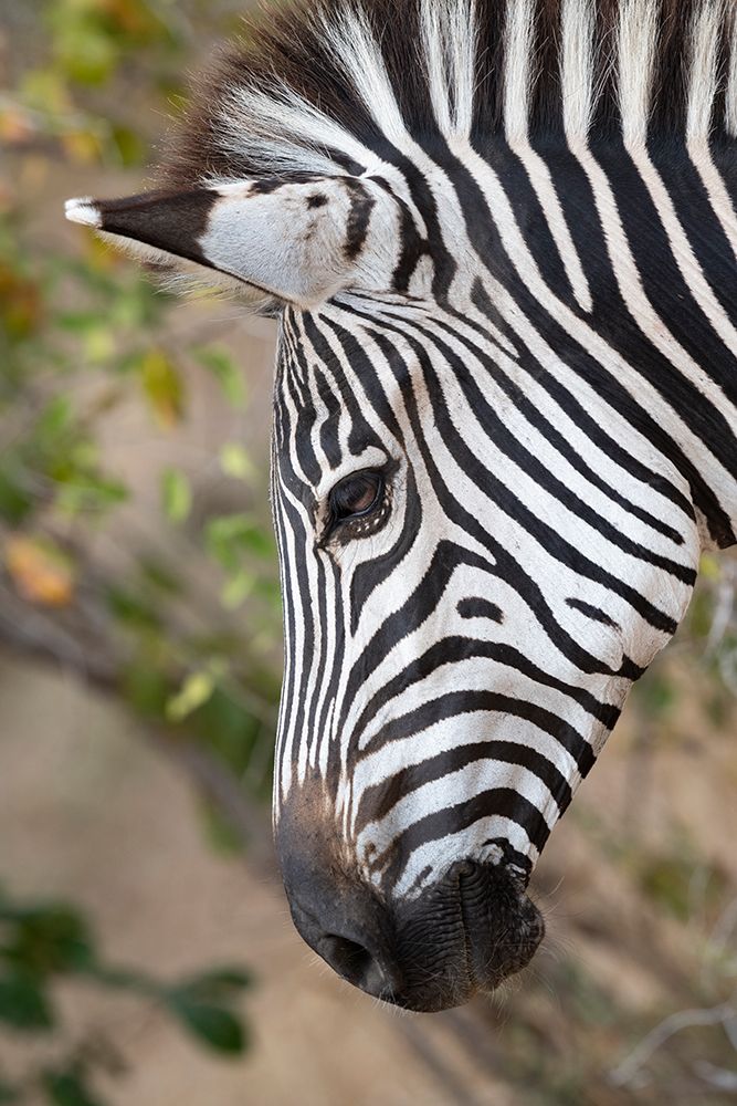 Wall Art Painting id:603690, Name: Zambia-South Luangwa National Park. Crawshays zebra face detail, Artist: Hopkins, Cindy Miller