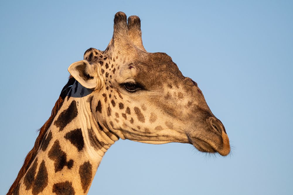 Wall Art Painting id:603691, Name: Zambia-South Luangwa National Park. Thornicrofts giraffe endemic to Luangwa., Artist: Hopkins, Cindy Miller