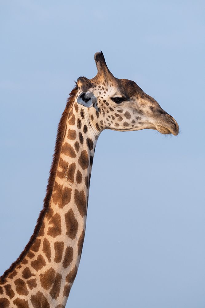 Wall Art Painting id:603693, Name: Zambia-South Luangwa National Park. Thornicrofts giraffe endemic to Luangwa., Artist: Hopkins, Cindy Miller