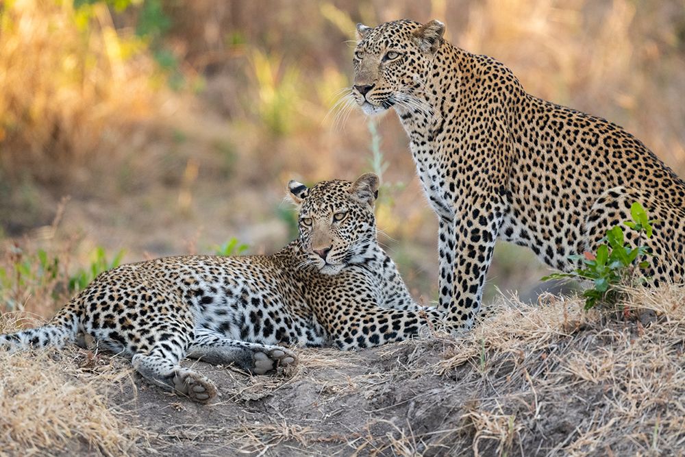 Wall Art Painting id:603694, Name: Zambia-South Luangwa National Park. Mother leopard with grown male cub., Artist: Hopkins, Cindy Miller