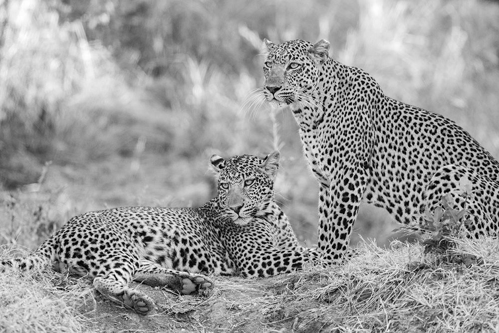 Wall Art Painting id:603695, Name: Zambia-South Luangwa National Park. Mother leopard with grown male cub., Artist: Hopkins, Cindy Miller