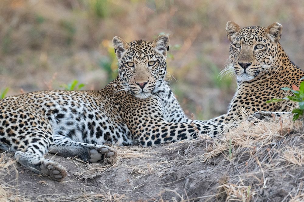 Wall Art Painting id:603696, Name: Zambia-South Luangwa National Park. Mother leopard with grown male cub., Artist: Hopkins, Cindy Miller