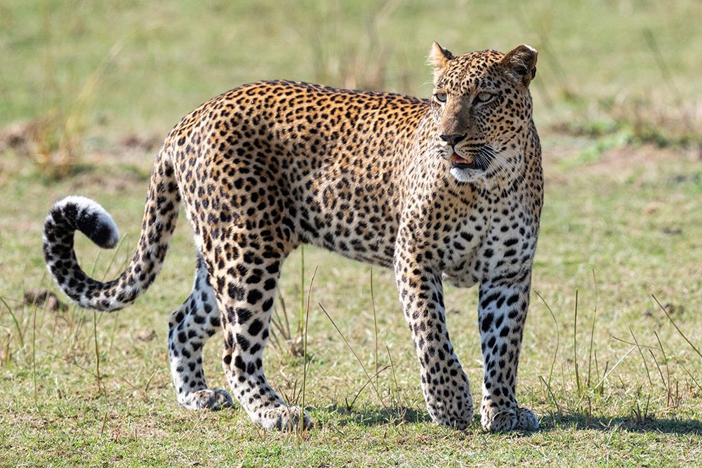 Wall Art Painting id:603698, Name: Zambia-South Luangwa National Park. African leopard., Artist: Hopkins, Cindy Miller