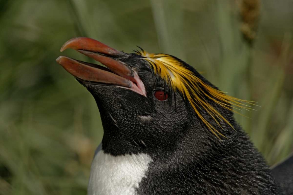 Wall Art Painting id:131214, Name: South Georgia Isl, Cooper Bay Macaroni penguin, Artist: Morris, Arthur