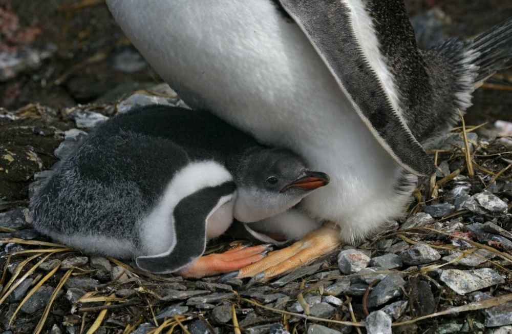 Wall Art Painting id:131294, Name: South Georgia Isl, Gold Bay Gentoo penguin chick, Artist: Morris, Arthur