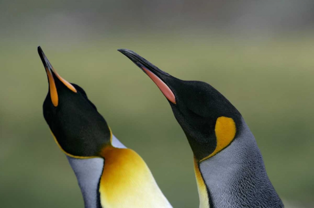 Wall Art Painting id:131164, Name: South Georgia Isl King penguins in courtship, Artist: Morris, Arthur