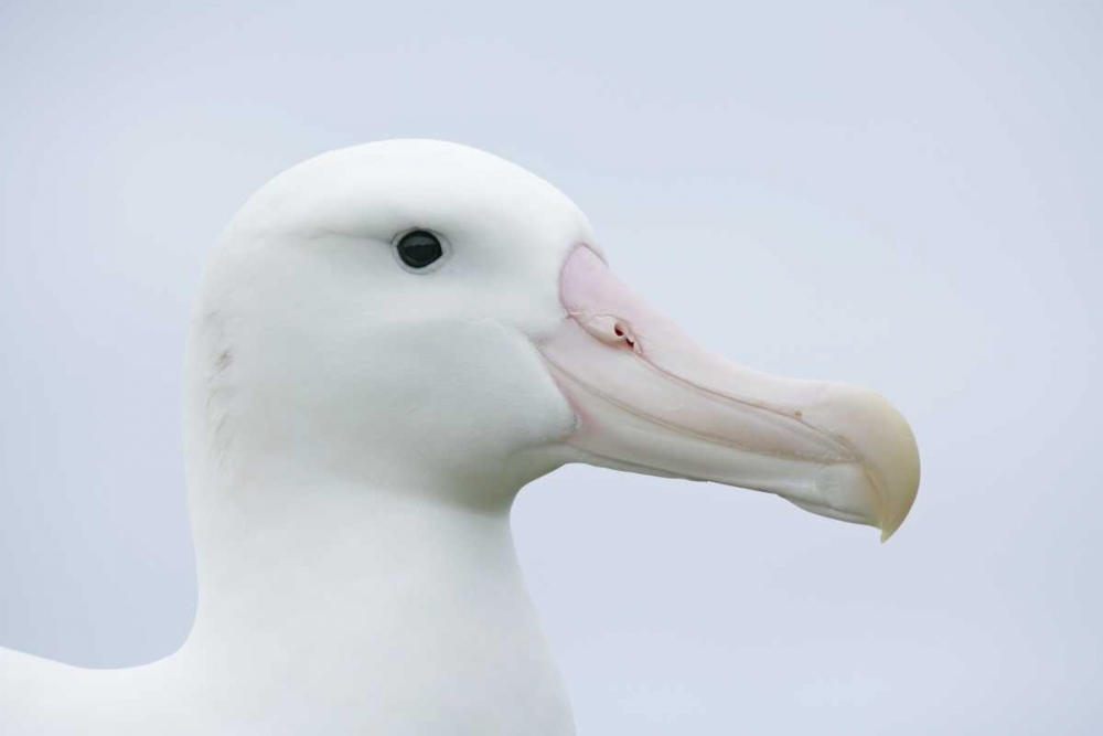 Wall Art Painting id:131296, Name: South Georgia Isl, Prion Isl Wandering albatross, Artist: Morris, Arthur