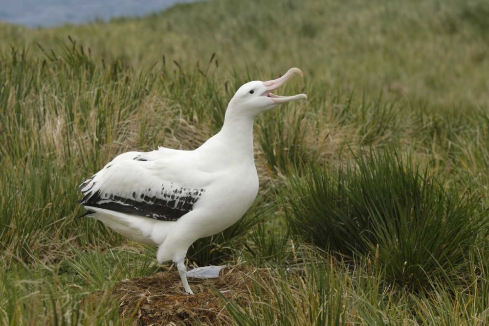 Wall Art Painting id:131288, Name: South Georgia Isl, Prion Isl Wandering albatross, Artist: Morris, Arthur