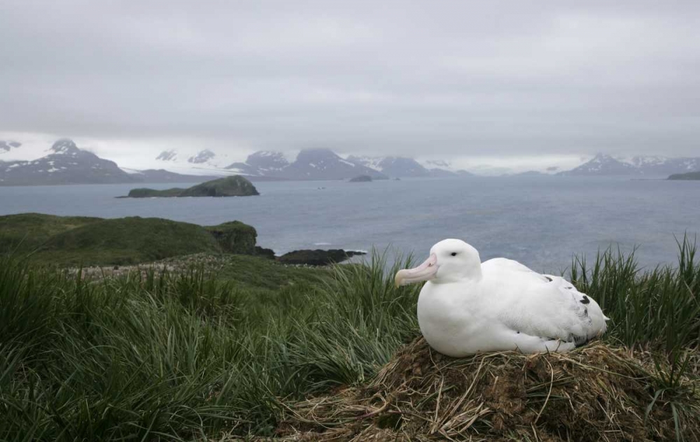 Wall Art Painting id:131286, Name: South Georgia Isl, Prion Isl Wandering albatross, Artist: Morris, Arthur