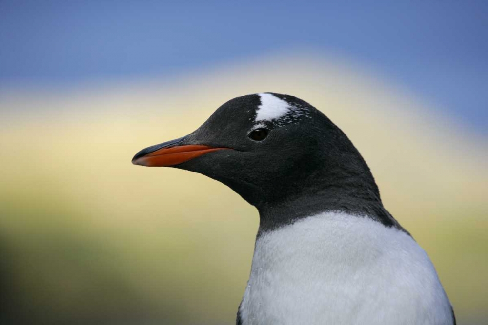 Wall Art Painting id:131184, Name: South Georgia Is, Stromess Bay Gentoo penguin, Artist: Morris, Arthur