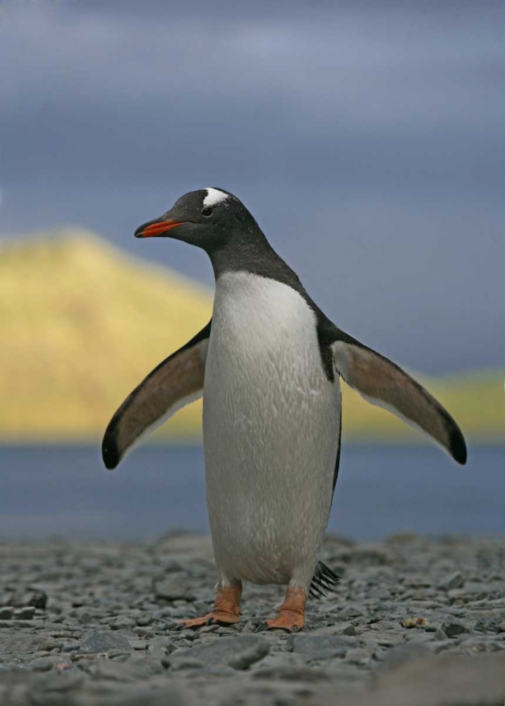 Wall Art Painting id:131240, Name: South Georgia Isl, Stromess Bay Gentoo penguin, Artist: Morris, Arthur