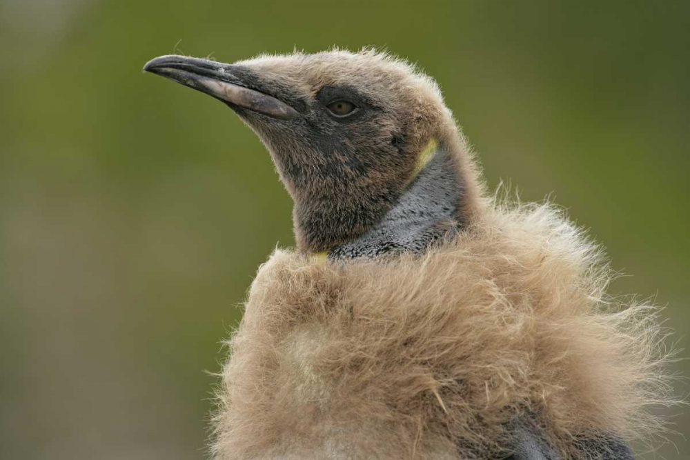 Wall Art Painting id:131250, Name: South Georgia Island Molting king penguin chick, Artist: Morris, Arthur