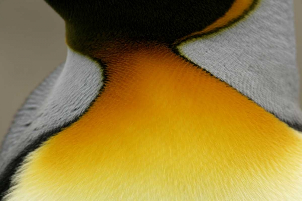 Wall Art Painting id:131139, Name: South Georgia Island Detail of king penguin, Artist: Morris, Arthur