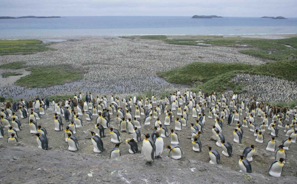 Wall Art Painting id:131063, Name: South Georgia Island King penguin colony, Artist: Morris, Arthur