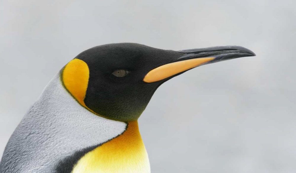 Wall Art Painting id:131046, Name: South Georgia Island King penguin head, Artist: Morris, Arthur