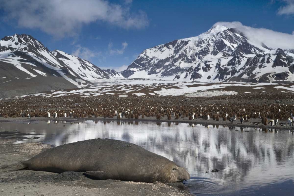 Wall Art Painting id:133482, Name: South Georgia Isl, Elephant seal and king penguin, Artist: Paulson, Don