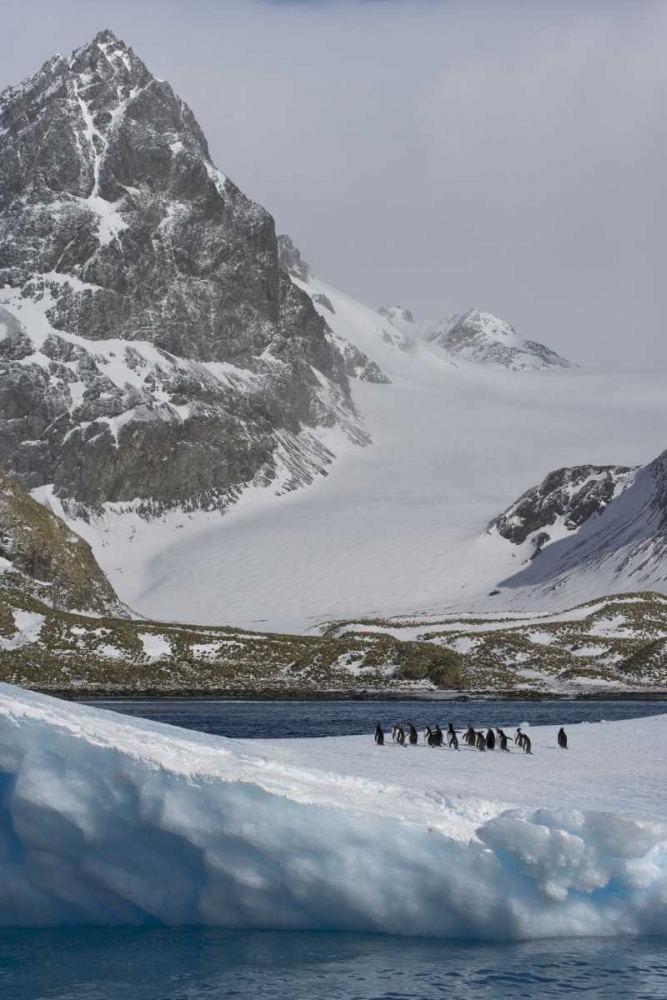 Wall Art Painting id:133203, Name: South Georgia Island Gentoo penguins on iceberg, Artist: Paulson, Don