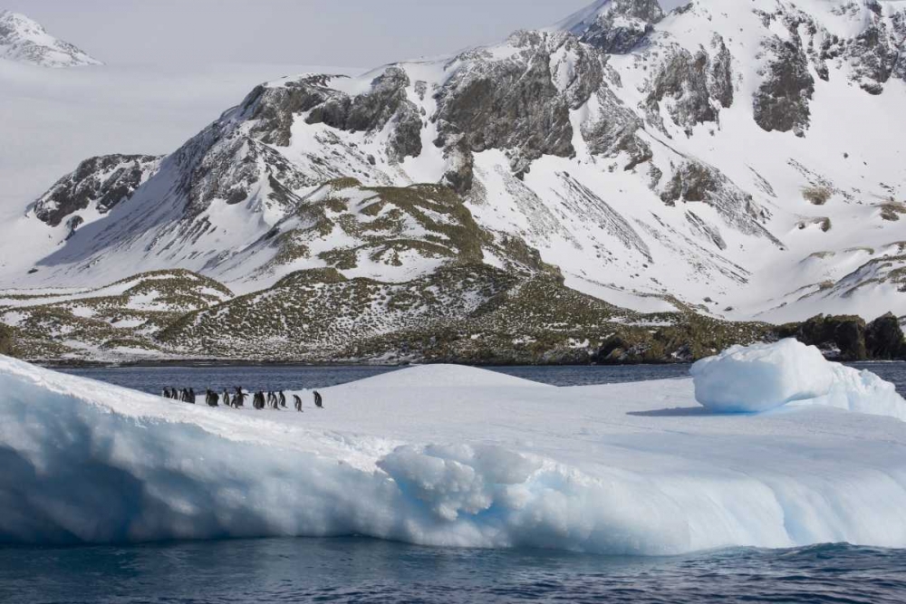 Wall Art Painting id:133204, Name: South Georgia Island Gentoo penguins on iceberg, Artist: Paulson, Don