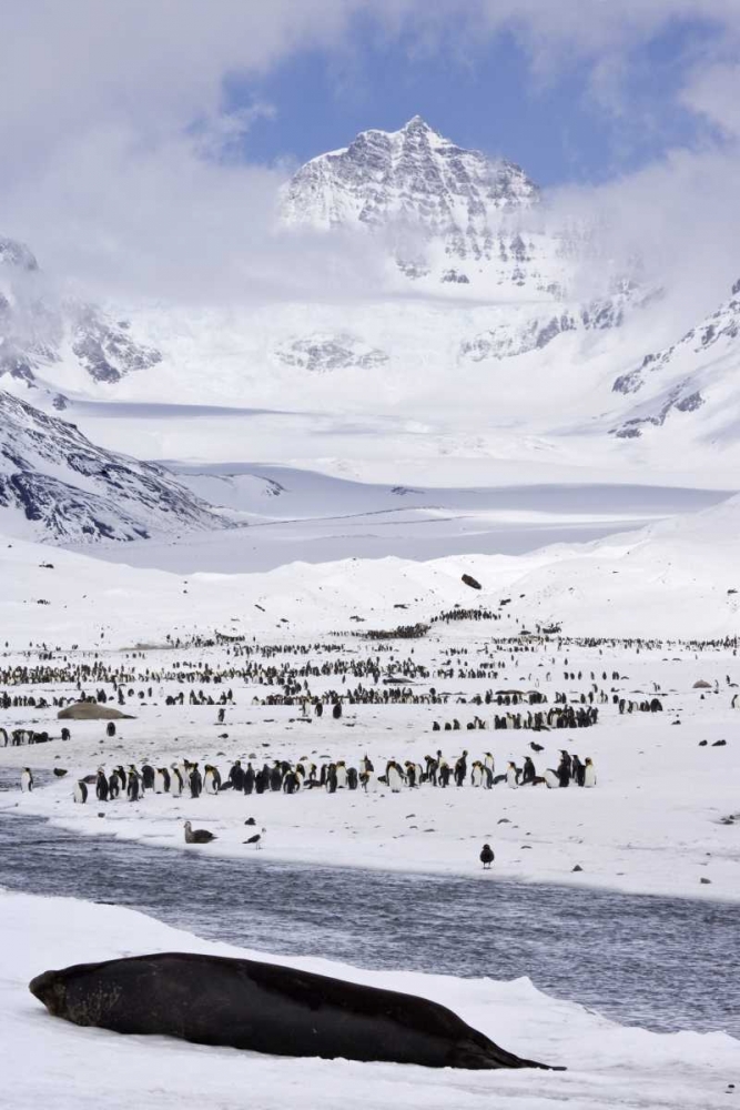 Wall Art Painting id:132150, Name: South Georgia Isl, Seal and Penguin colony, Artist: Paulson, Don