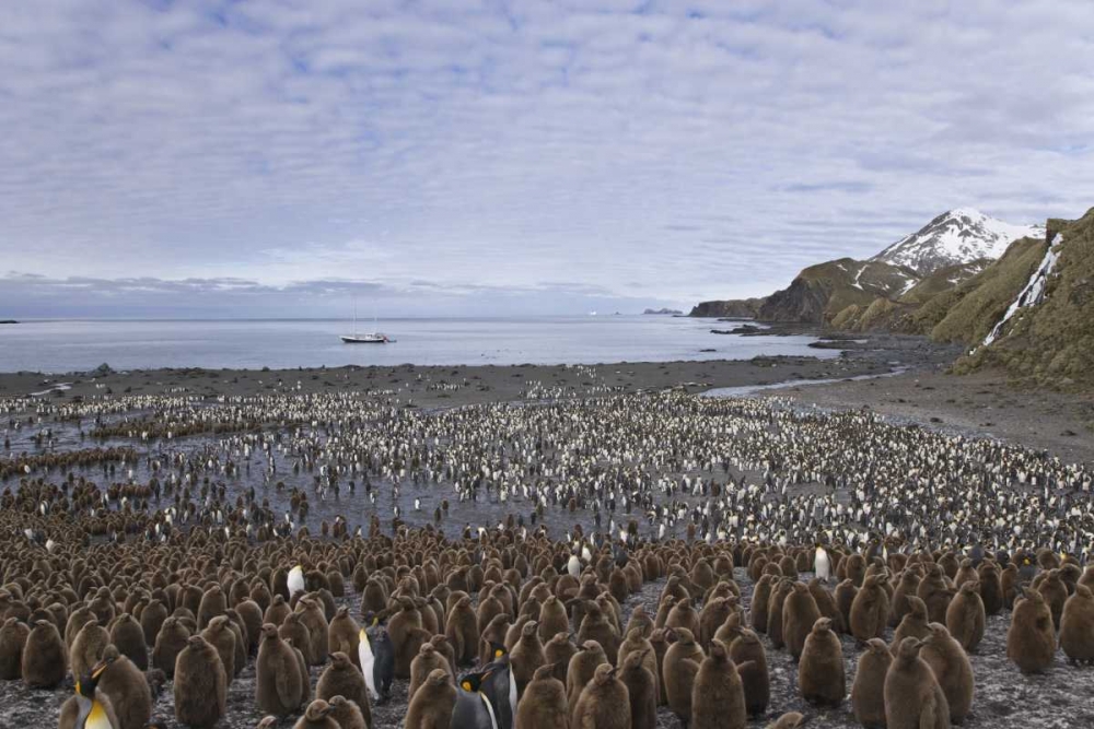 Wall Art Painting id:131848, Name: South Georgia Isl, King penguin colony, Artist: Paulson, Don