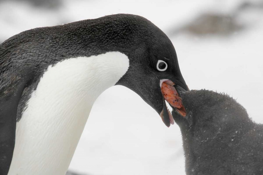 Wall Art Painting id:131061, Name: Antarctica, Adelie penguin feeding young, Artist: Morris, Arthur