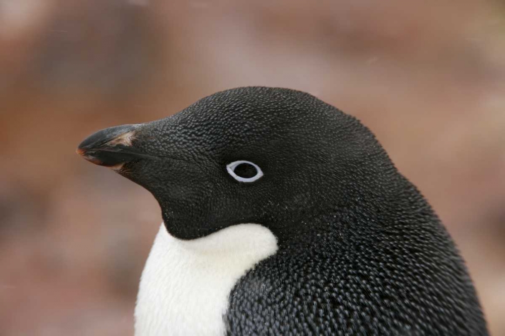 Wall Art Painting id:131157, Name: Antarctica, Brown Bluff Adelie penguin adult, Artist: Morris, Arthur