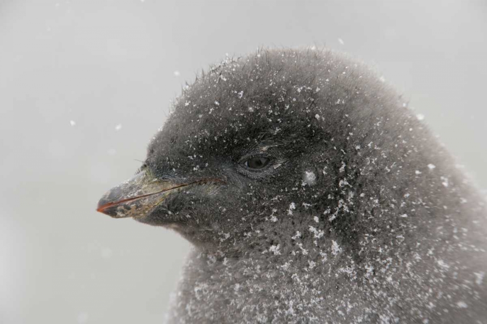 Wall Art Painting id:131158, Name: Antarctica Adelie penguin chick in snowstorm, Artist: Morris, Arthur