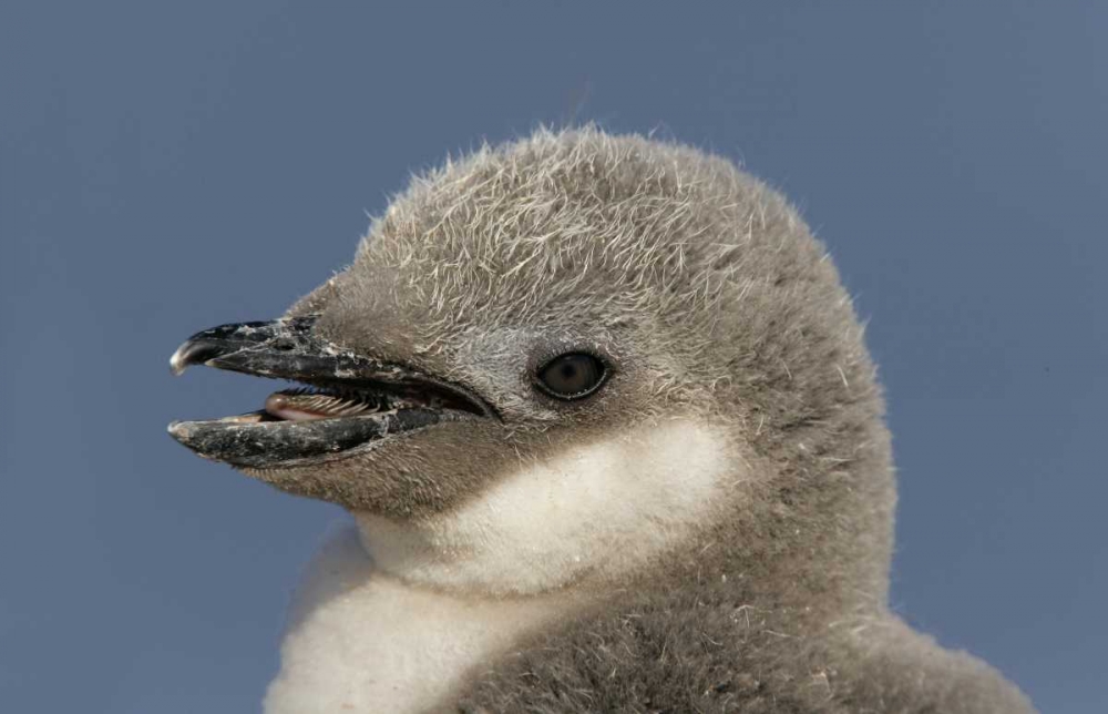 Wall Art Painting id:131307, Name: Antarctica, Half Moon IslChinstrap penguin chick, Artist: Morris, Arthur