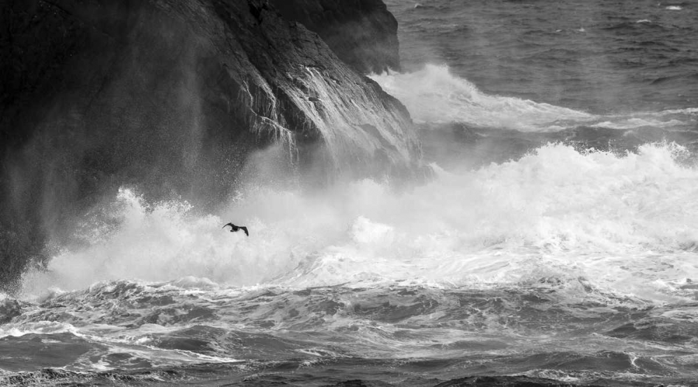 Wall Art Painting id:136399, Name: Antarctica Cormorant flying over frothing sea, Artist: Young, Bill