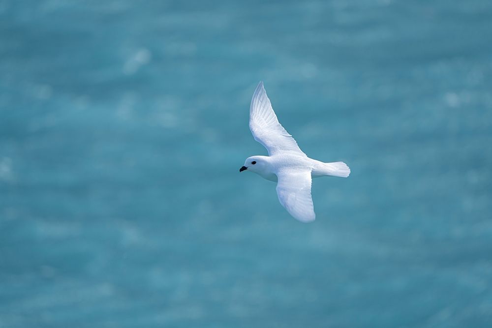 Wall Art Painting id:398987, Name: Antarctica-South Georgia Island-Coopers Bay Snow petrel flying above Drygalski Fjord , Artist: Jaynes Gallery