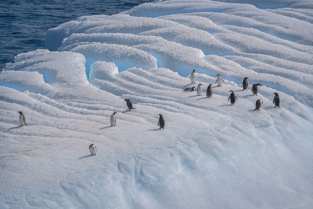 Wall Art Painting id:398990, Name: Antarctica-South Georgia Island-Coopers Bay Penguins on iceberg , Artist: Jaynes Gallery