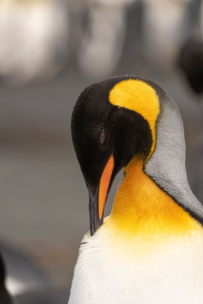 Wall Art Painting id:399002, Name: Antarctica-South Georgia Island-Right Whale Bay King penguin preening , Artist: Jaynes Gallery