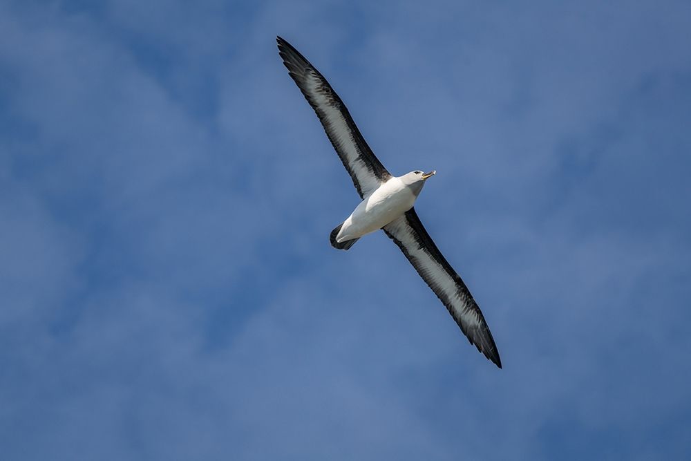 Wall Art Painting id:399013, Name: Antarctica-South Georgia Island-Elsehul Bay Grey-headed albatross soars on air currents , Artist: Jaynes Gallery