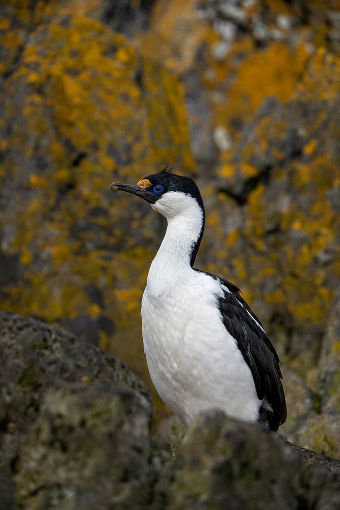 Wall Art Painting id:399037, Name: Antarctica-South Georgia Island-Undine Harbor North Antarctic blue-eyed shag close-up , Artist: Jaynes Gallery