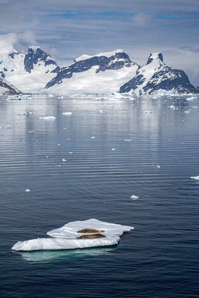 Wall Art Painting id:737417, Name: Antarctica. Crabeater seals napping on iceberg., Artist: Jaynes Gallery