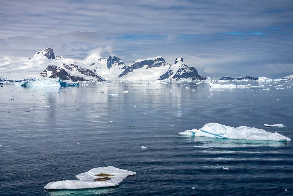 Wall Art Painting id:737418, Name: Antarctica. Crabeater seals napping on iceberg., Artist: Jaynes Gallery