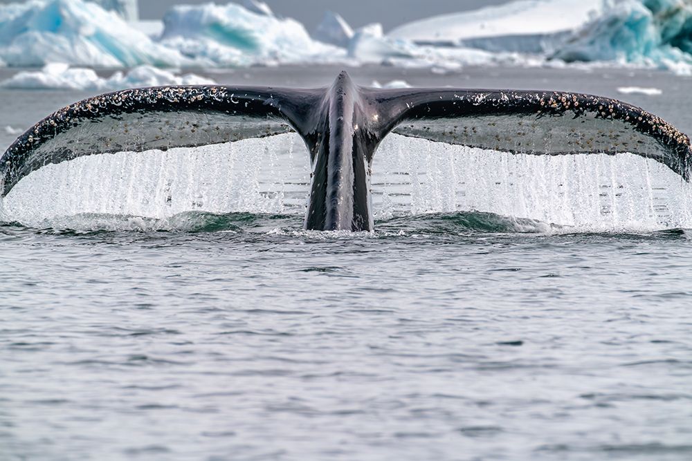 Wall Art Painting id:737448, Name: Antarctica, Yalour Islands. Humpback whale fluke close-up., Artist: Jaynes Gallery