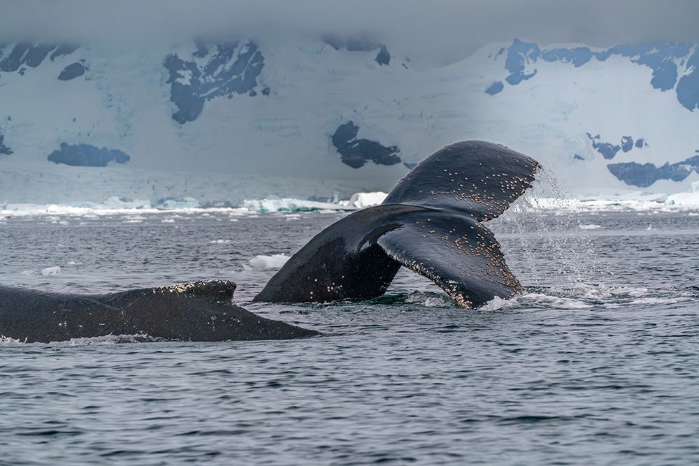 Wall Art Painting id:737449, Name: Antarctica, Yalour Islands. Humpback whales close-up., Artist: Jaynes Gallery