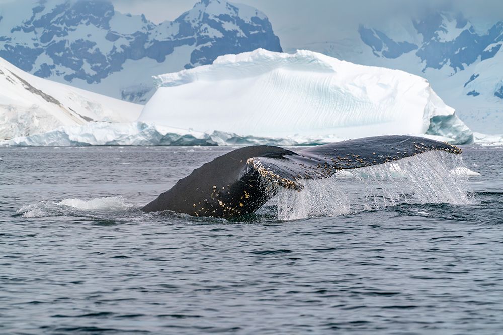Wall Art Painting id:737450, Name: Antarctica, Yalour Islands. Humpback whale fluke close-up., Artist: Jaynes Gallery