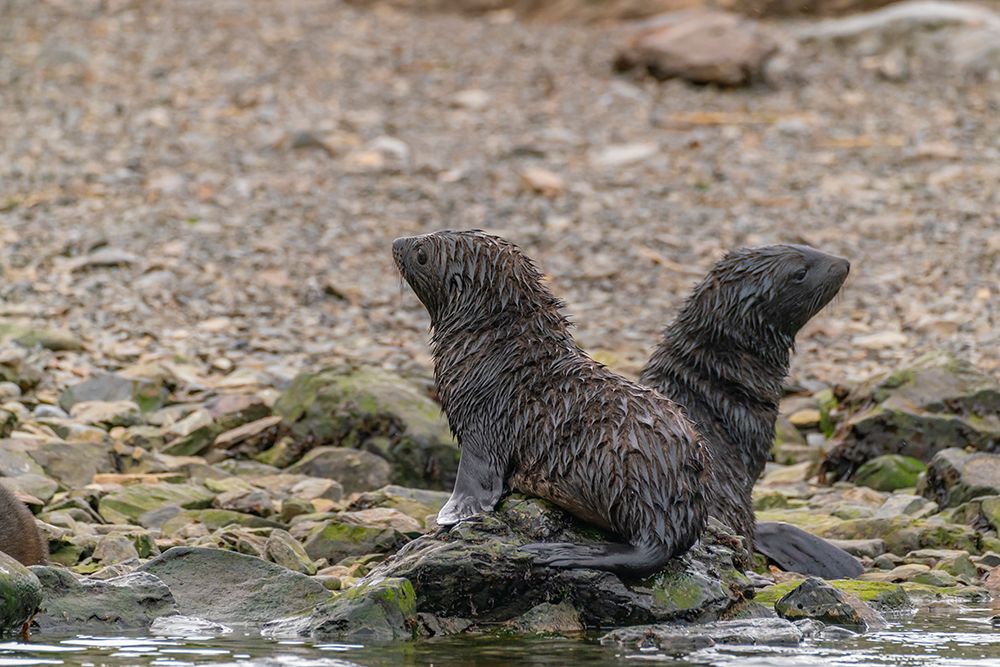Wall Art Painting id:737484, Name: Antarctica, South Georgia. Close-up of fur seal pups., Artist: Jaynes Gallery