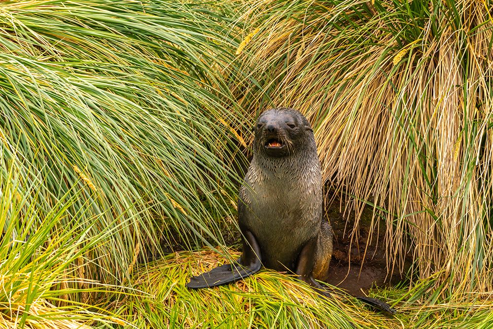 Wall Art Painting id:737490, Name: Antarctica, South Georgia. Fur seal pup in tussock grass., Artist: Jaynes Gallery