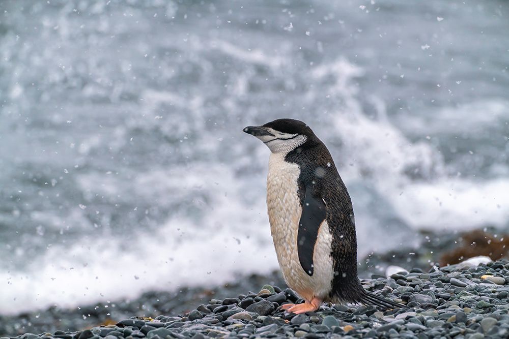 Wall Art Painting id:737507, Name: Antarctica, South Shetland Islands, Half Moon Island. Chinstrap penguin in falling snow., Artist: Jaynes Gallery