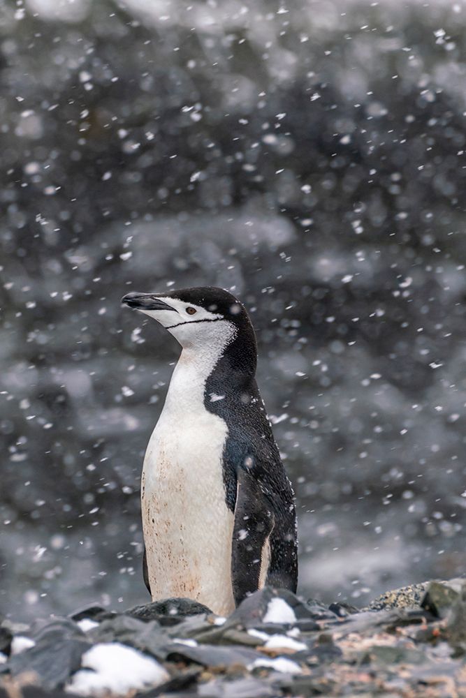 Wall Art Painting id:737509, Name: Antarctica, South Shetland Islands, Half Moon Island. Chinstrap penguin in snowfall., Artist: Jaynes Gallery