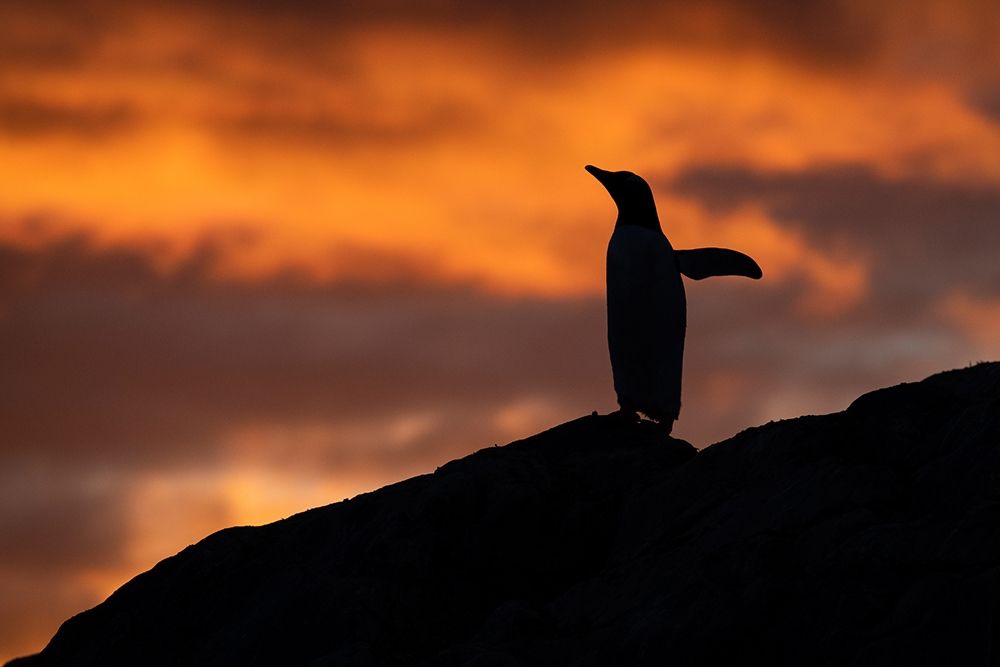 Wall Art Painting id:399041, Name: Antarctica-Paradise Harbor aka Paradise Bay Silhouette of gentoo penguins with polar sunset, Artist: Hopkins, Cindy Miller