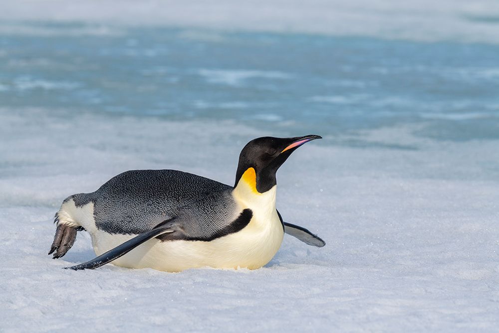 Wall Art Painting id:603719, Name: Antarctica-Weddell Sea-Snow Hill. Emperor penguin, Artist: Hopkins, Cindy Miller