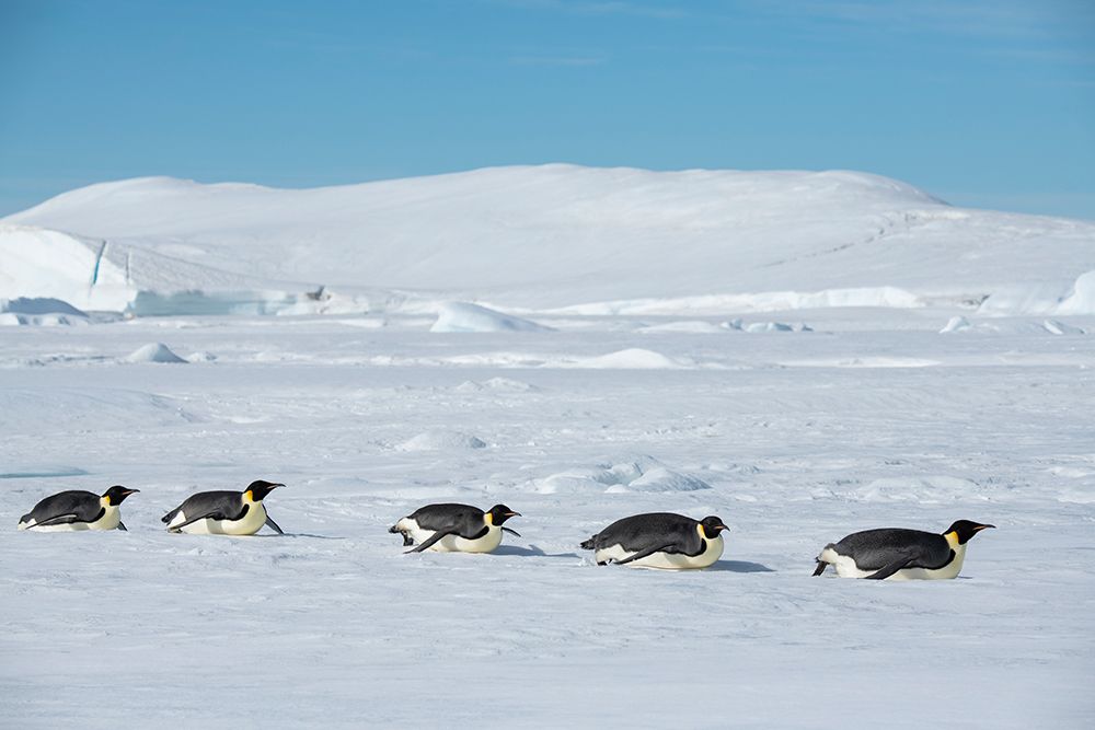 Wall Art Painting id:603720, Name: Antarctica-Weddell Sea-Snow Hill. Emperor penguins toboggining., Artist: Hopkins, Cindy Miller