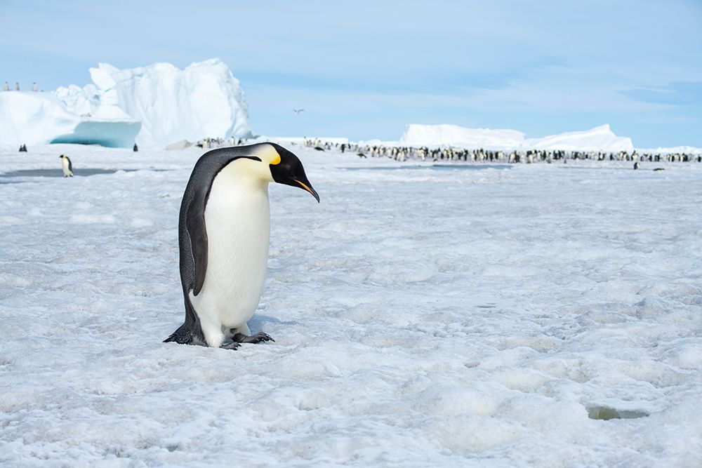 Wall Art Painting id:603721, Name: Antarctica-Weddell Sea-Snow Hill. Emperor penguins adult with colony in distance., Artist: Hopkins, Cindy Miller